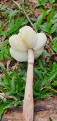 Leucoagaricus