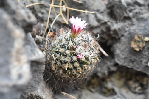 Mammillaria fittkaui