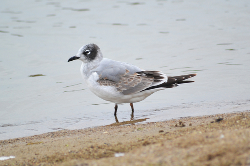 Franklin's Gull