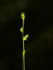 Carex seorsa