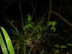 Carex seorsa