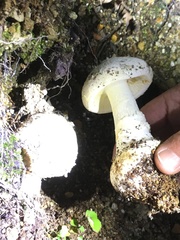 Amanita mumura