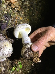Amanita mumura