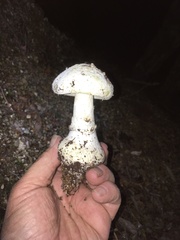 Amanita mumura