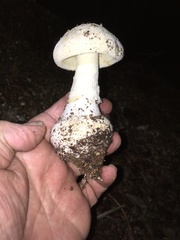 Amanita mumura