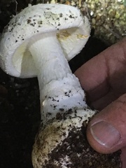 Amanita mumura