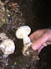 Amanita mumura