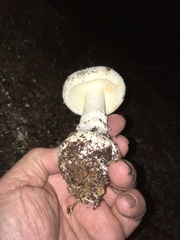 Amanita mumura