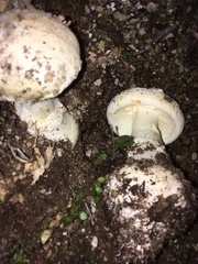 Amanita mumura