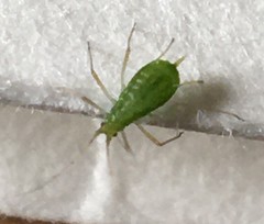 Chaerophyllum tainturieri tainturieri