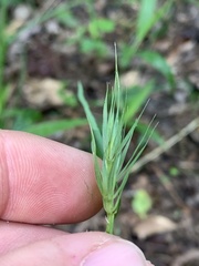 Elymus macgregorii