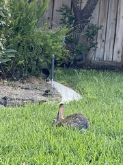 Sylvilagus audubonii