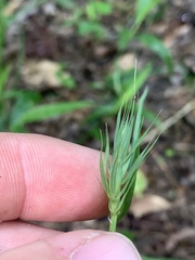 Elymus macgregorii
