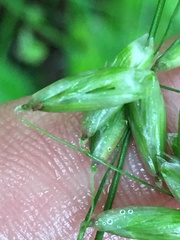 Melica mutica