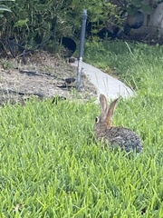 Sylvilagus audubonii