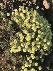 Eriogonum douglasii