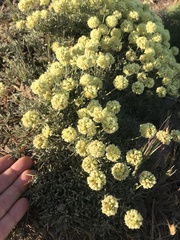 Eriogonum douglasii