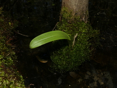 Platanthera clavellata