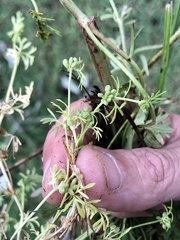 Ammoselinum butleri