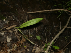 Platanthera clavellata