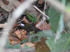 Arremon brunneinucha