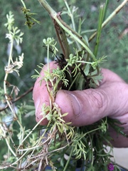 Ammoselinum butleri