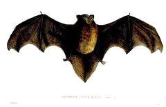 Long-Tailed Wattled Bat photo 5