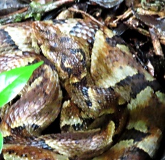 Bothrops venezuelensis