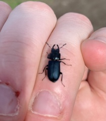 Platycerus oregonensis