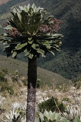 Espeletia sanchezii