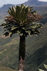 Espeletia sanchezii