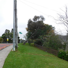 Taxandria juniperina