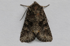 Lacinipolia cuneata