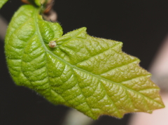 Andricus chinquapin