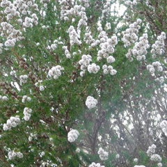 Taxandria juniperina