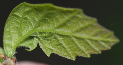 Andricus chinquapin