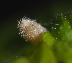 Andricus chinquapin