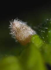 Andricus chinquapin
