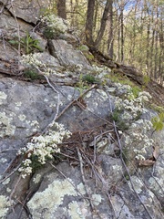 Draba ramosissima