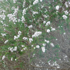 Taxandria juniperina