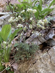 Draba ramosissima