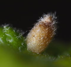 Andricus chinquapin