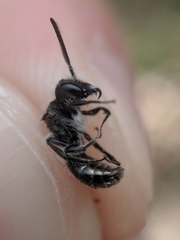 Andrena erigeniae