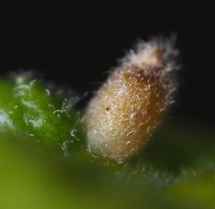 Andricus chinquapin