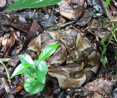 Bothrops venezuelensis