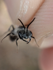 Andrena erigeniae