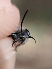 Andrena erigeniae