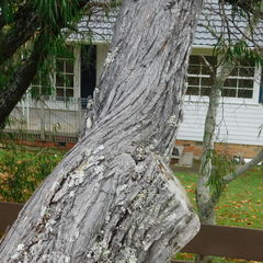 Taxandria juniperina