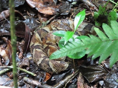 Bothrops venezuelensis