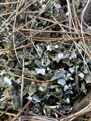 Cladonia turgida